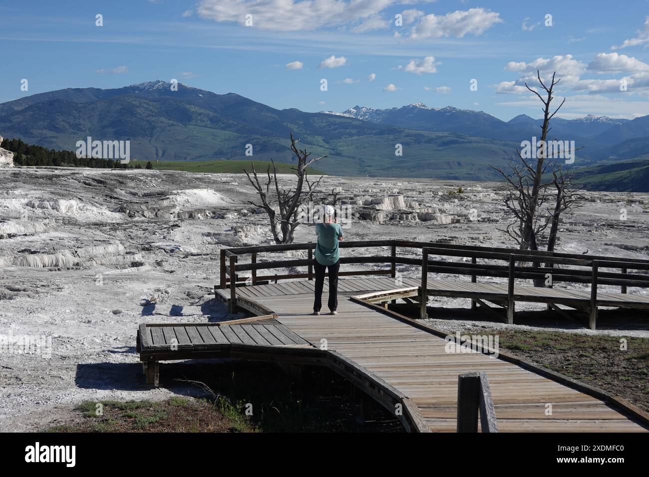Femme prenant une photo de la promenade aux terrasses en travertin des sources chaudes Mammoth. Parc national de Yellowstone , Wyoming , États-Unis Banque D'Images