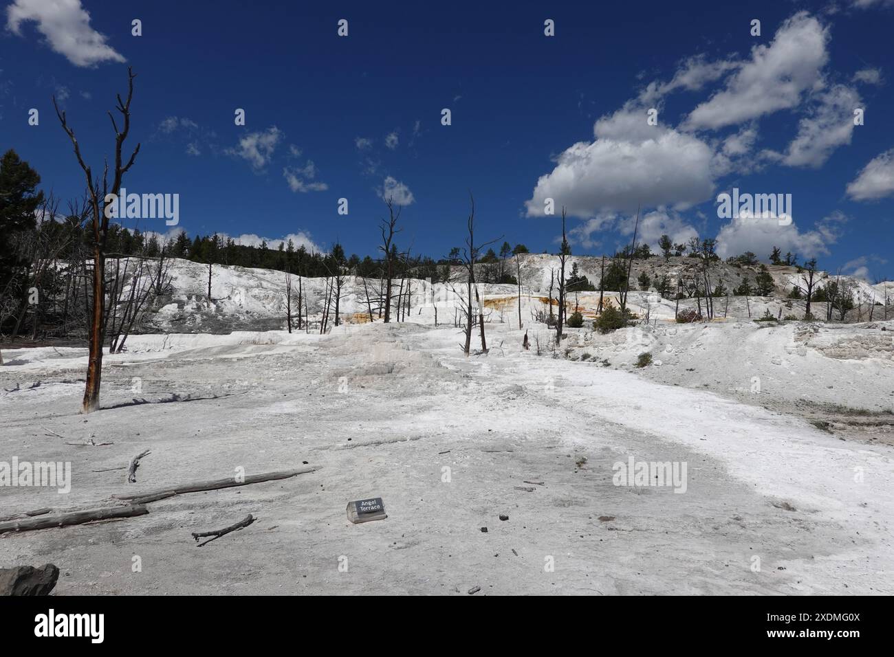 Terrasses en travertin de sources chaudes Mammouth. Parc national de Yellowstone , Wyoming , États-Unis Banque D'Images