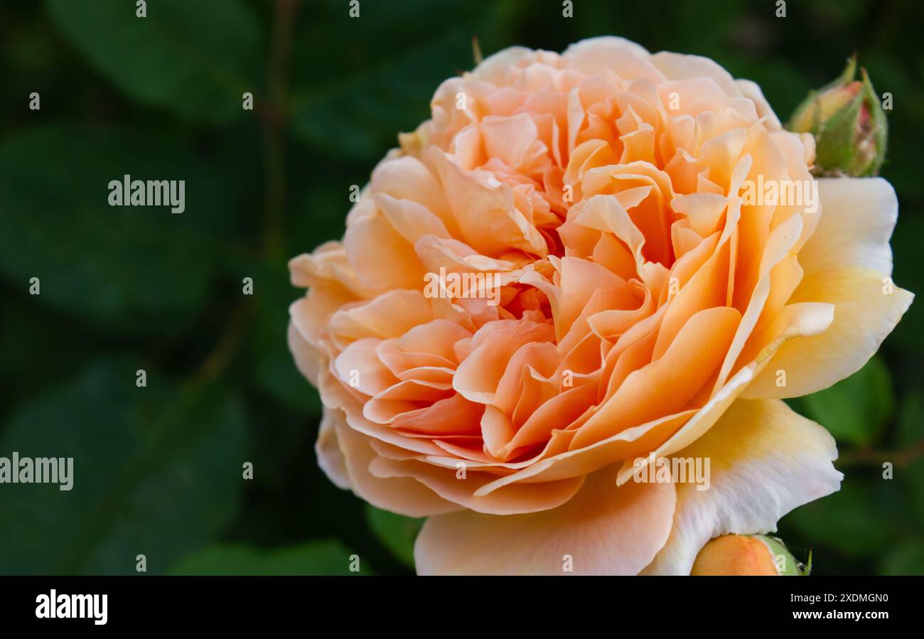 Gros plan Apricot Rose Crown Princess Margareta fleurit dans le jardin sur fond de feuilles floues avec espace de copie pour cartes postales, salutations, invitatio Banque D'Images