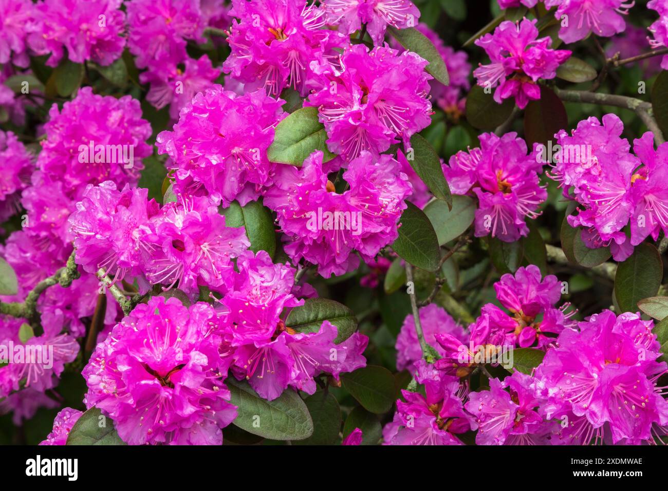 Arbuste Rhododendron 'Olga Mezzitt' avec fleurs roses pêche au printemps. Banque D'Images