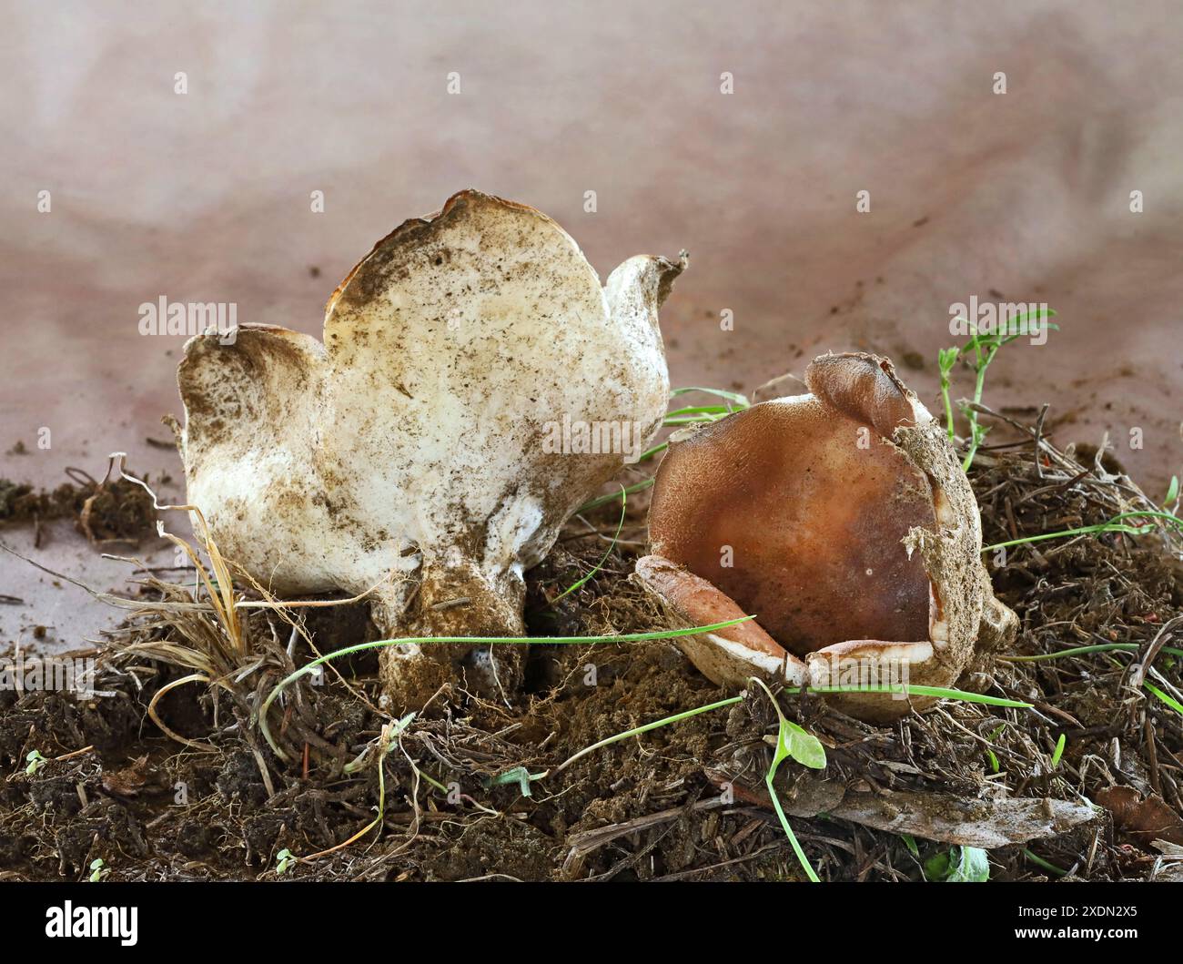Détail d'un champignon de la calotte violette, Sarcosphaera coronaria, un champignon de forme inhabituelle poussant dans les montagnes Cascade du centre de l'Oregon dans la Desc Banque D'Images