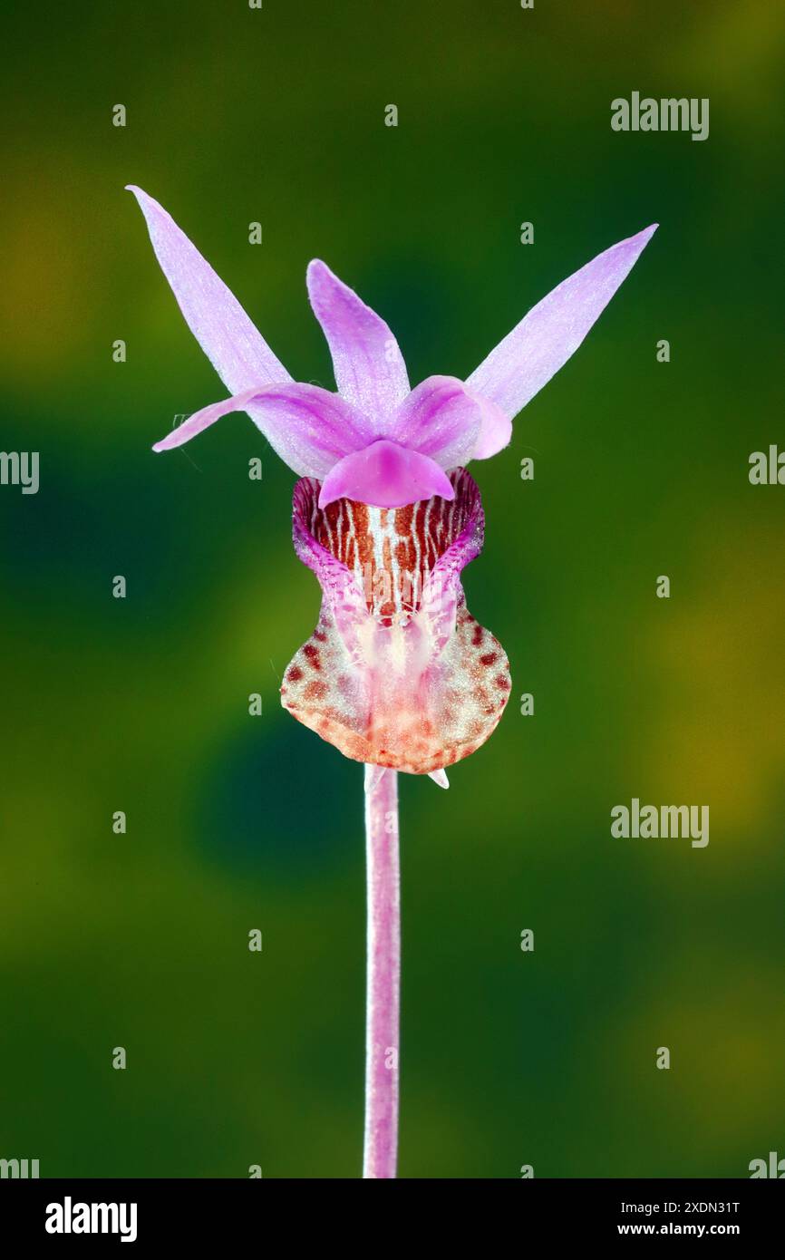 Détail d'une orchidée de Calypso, ou orchidée de pantoufle de fée, Calypso bulbosa, poussant à l'état sauvage dans la forêt nationale de Deschutes, Cascade Mountains du centre de l'Oreg Banque D'Images