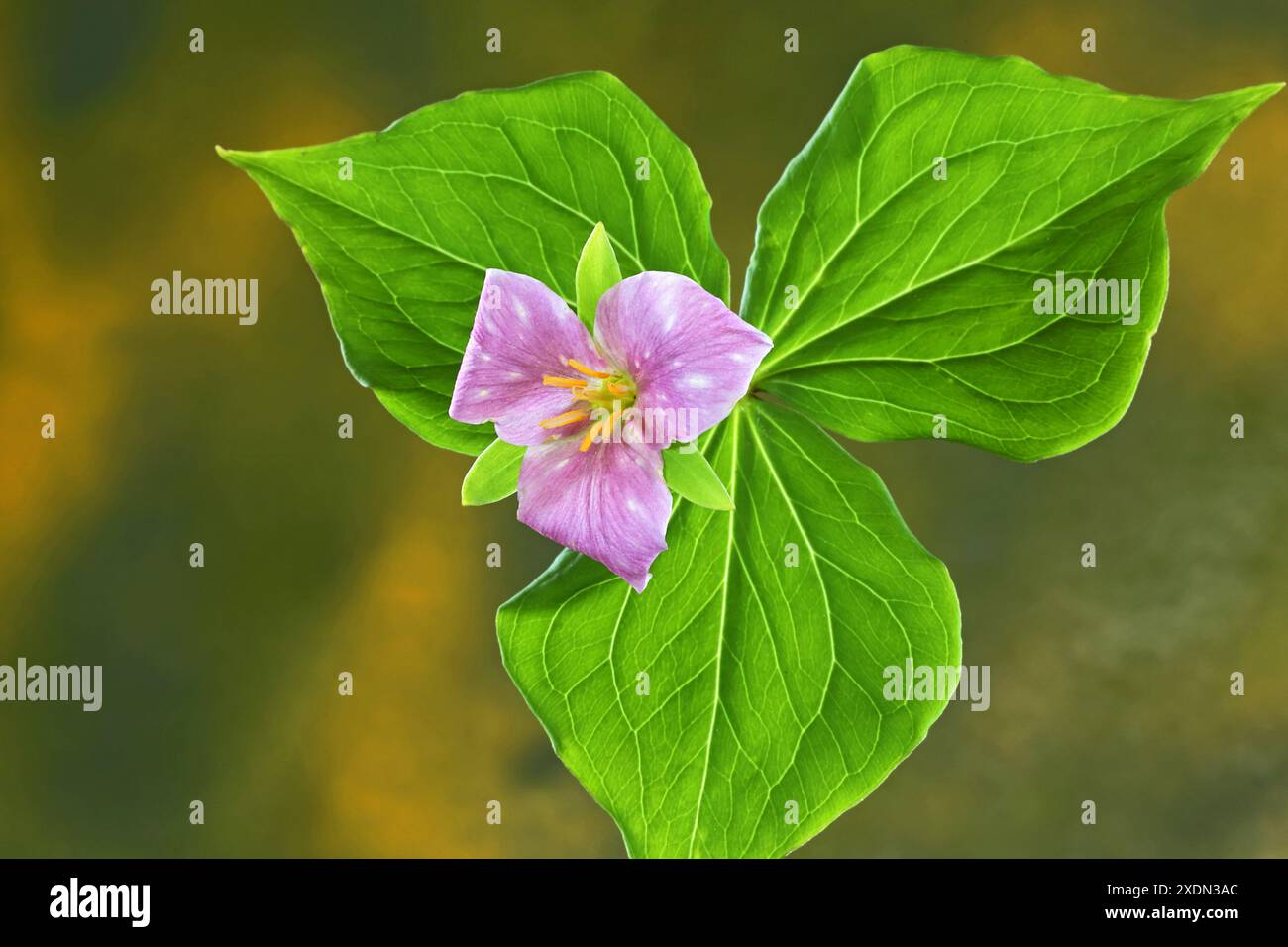 Fleur ou tête de fleur d'une fleur sauvage de trillium du Pacifique, Trillium ovatum, également connu sous le nom de trillium blanc, poussant à l'état sauvage dans le Deschutes National for Banque D'Images