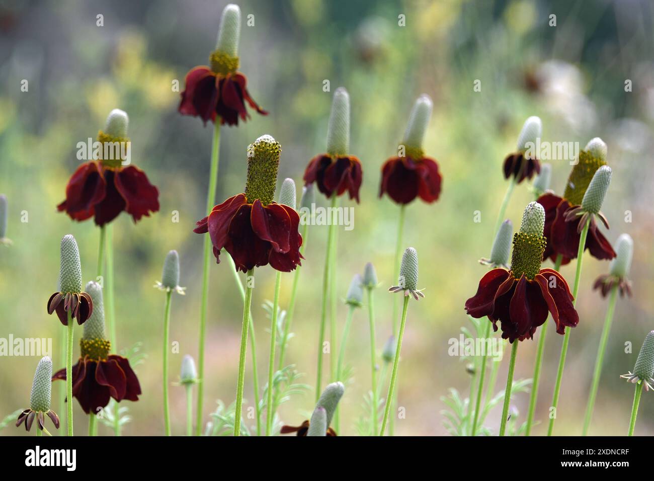 Prairie droite Coneflower (Ratibida columnifera) Banque D'Images