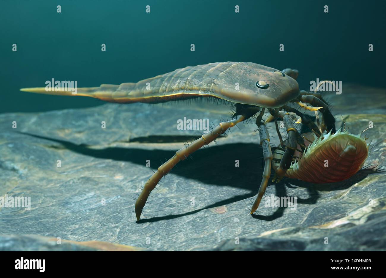 Une illustration de l'euryptéridé éteint Kokomopterus récupérant un trilobite mort sur un fond marin silurien il y a 418 millions d'années. Banque D'Images