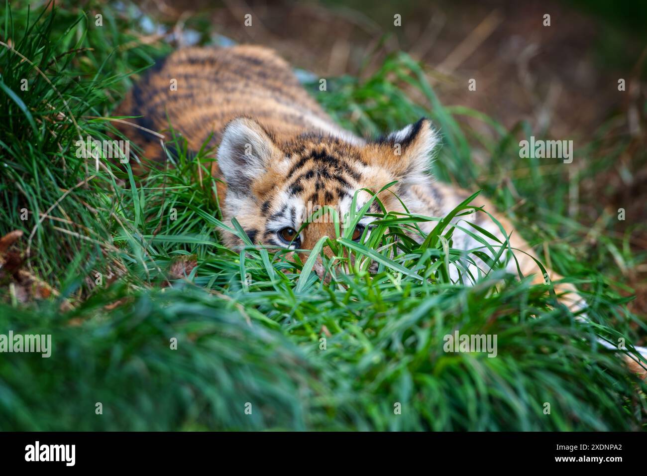 Petit tigre dans la nature. Animal dans l'herbe verte. Chat sauvage dans l'habitat naturel Banque D'Images