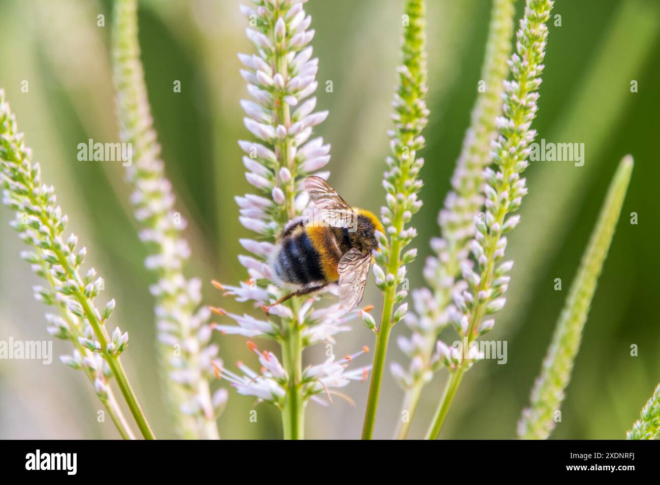 Racine de cultivateur blanc, Veronicastrum virginicum 'Alba', fleurissant dans un jardin d'automne et donnant du nectar aux abeilles, gros plan avec une focalisation sélective Banque D'Images