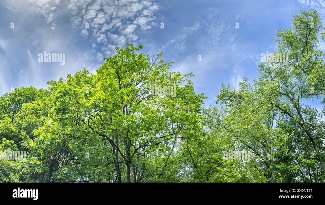 cimes d'arbres vertes contre beau ciel bleu nuageux. paysage forestier d'été. vue panoramique. Banque D'Images