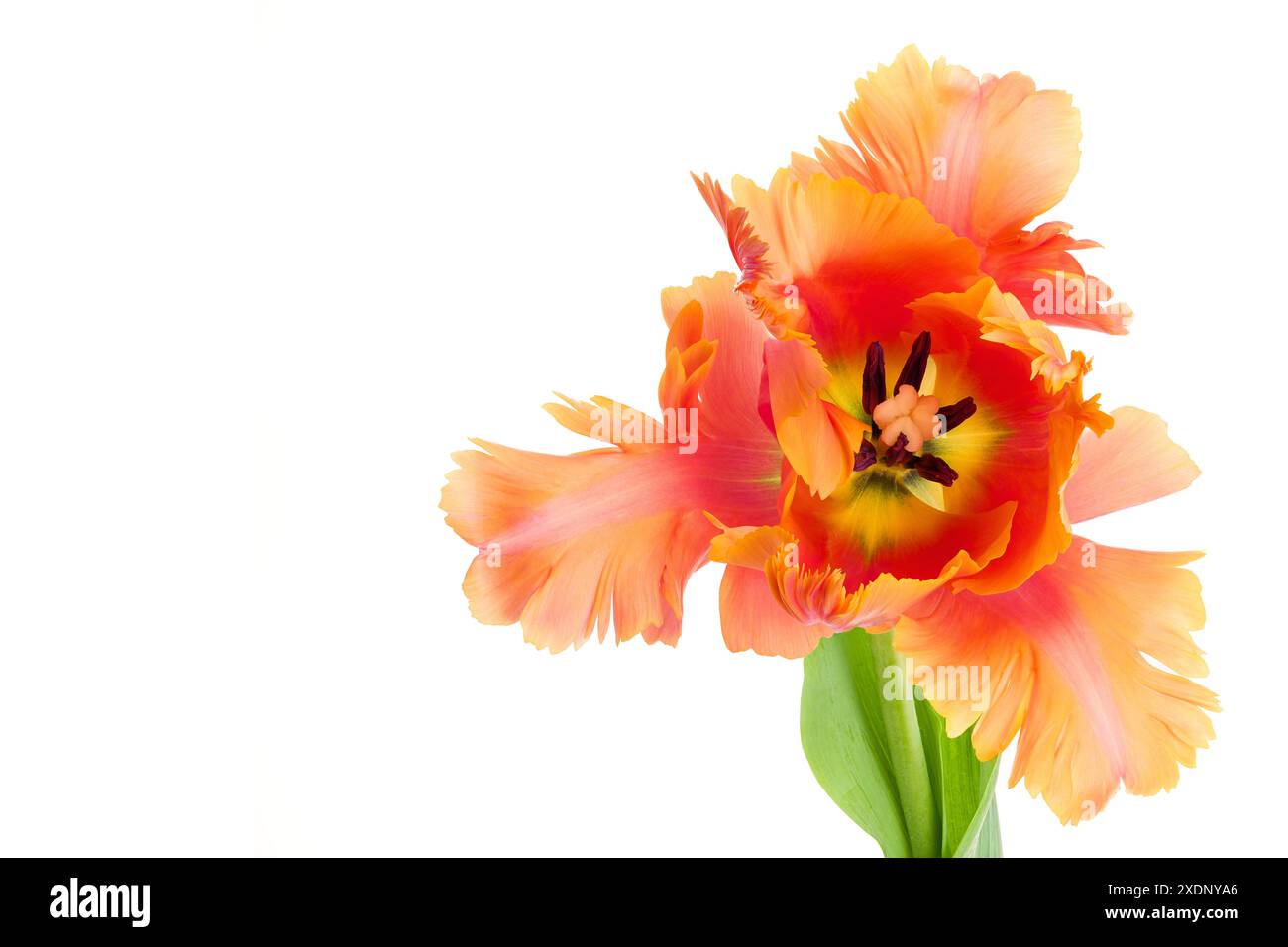 Incroyable perroquet. Tête de fleur ouverte de tulipe de perroquet isolée sur fond blanc. Tulipe de spécialité. Macro prise à l'intérieur d'une tulipe. Banque D'Images