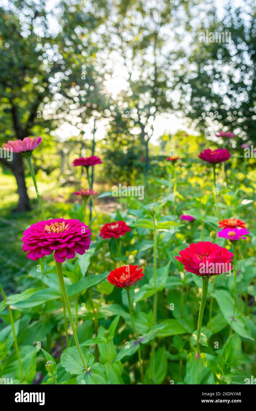 Beaux zinnias multicolores. Parterre de fleurs de Zinnia. Zinnias en fond de pleine floraison. Banque D'Images