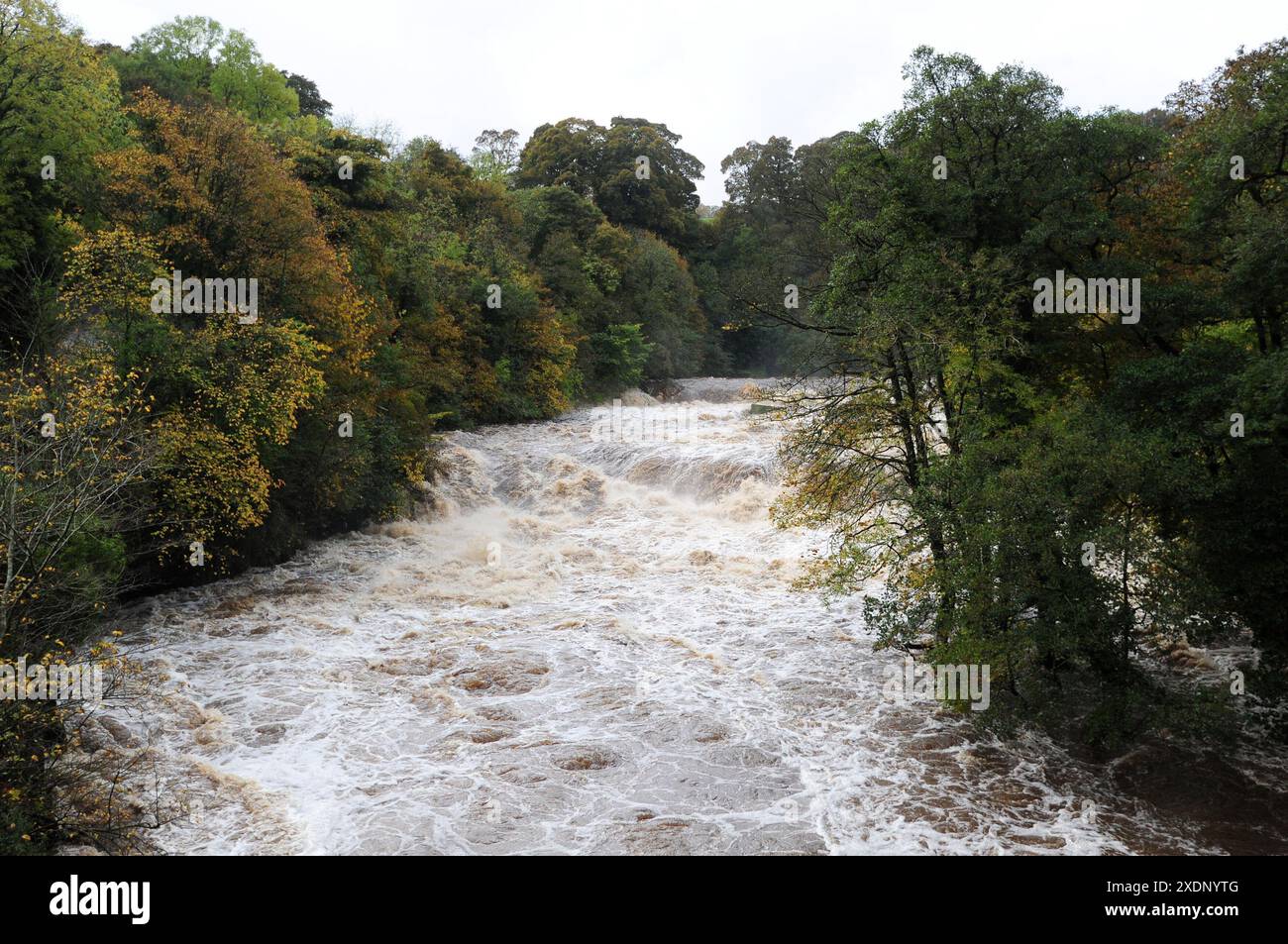 Photo du dossier datée du 23/10/13 d’une vue générale de la rivière URE à écoulement rapide et gonflée à Aysgarth Falls, North Yorkshire. Les trois quarts des rivières britanniques se sont révélés en mauvaise santé écologique par des scientifiques citoyens qui ont prélevé des échantillons de voies navigables à travers le Royaume-Uni dans le cadre de la campagne Great UK WaterBlitz organisée par l'association caritative environnementale Earthwatch Europe. Date d'émission : lundi 24 juin 2024. Banque D'Images