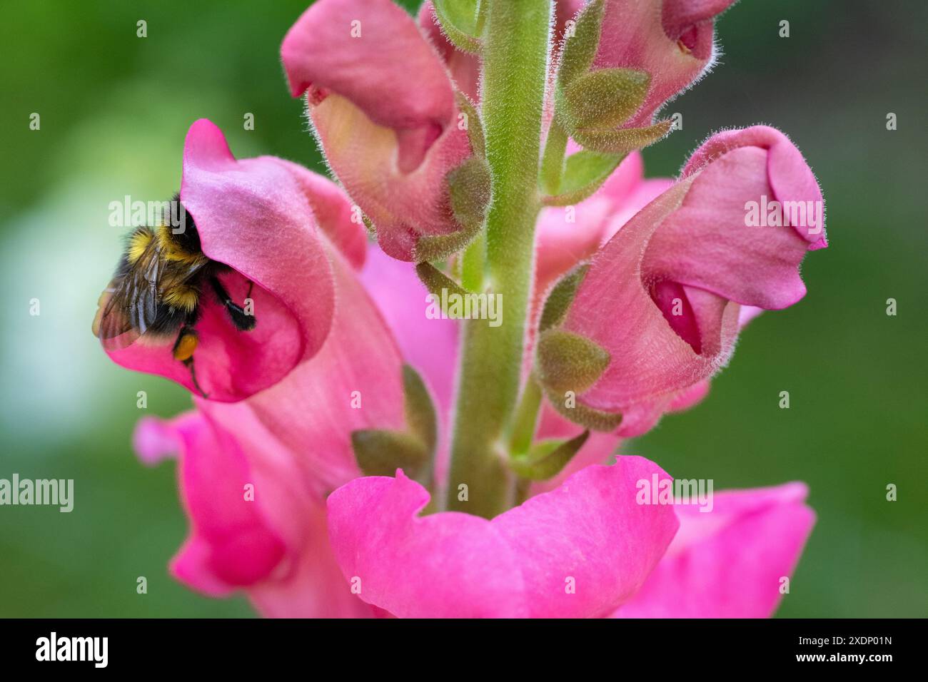 Les bourdons pollinisent les fleurs de snapdragon. Bourdon collectant le pollen et le nectar des fleurs de snaps. Banque D'Images