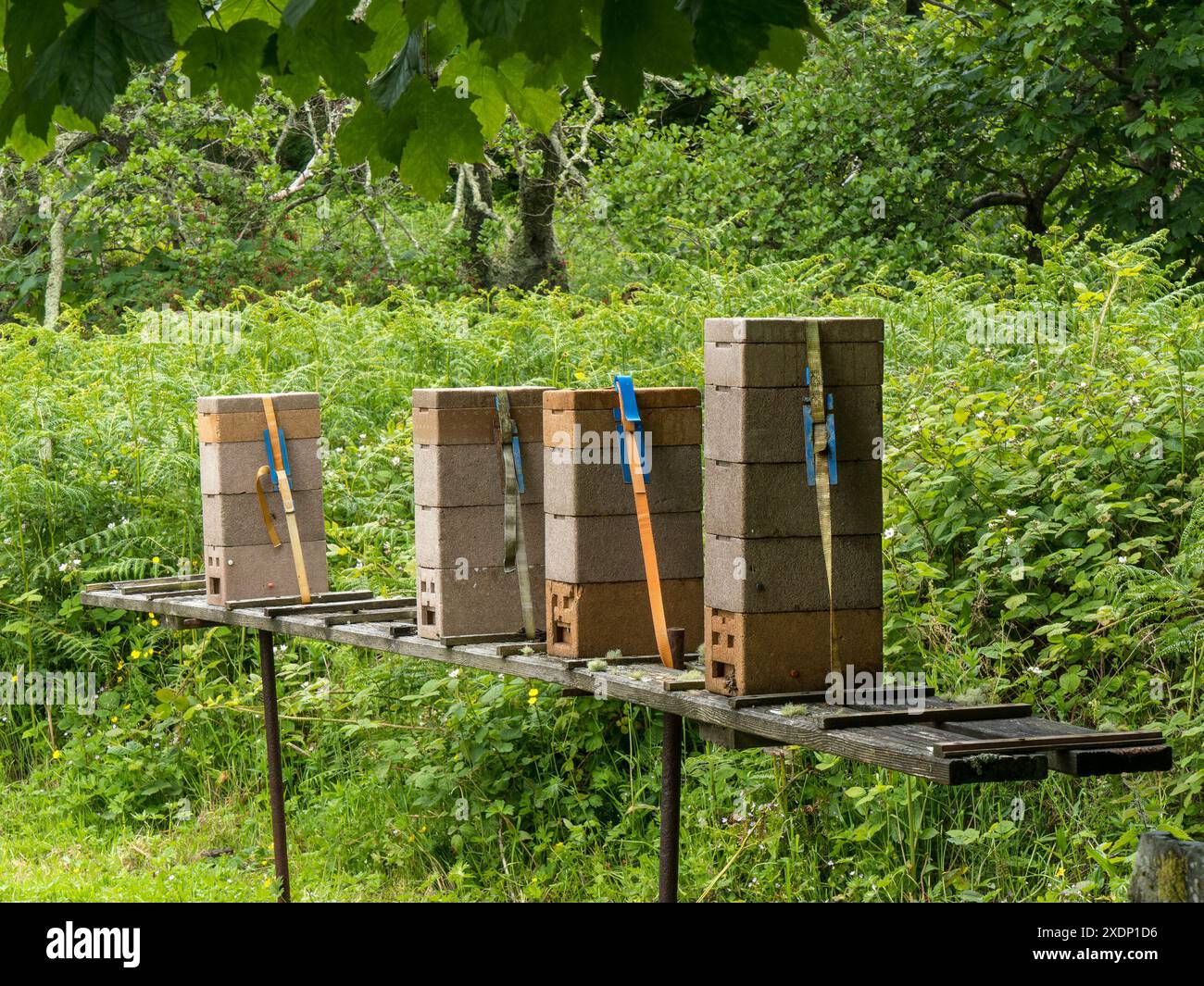 Une rangée de boîtes de ruches en plastique de polystyrène expansé (ruches en polyéthylène) dans le défrichement des bois, Écosse, Royaume-Uni Banque D'Images