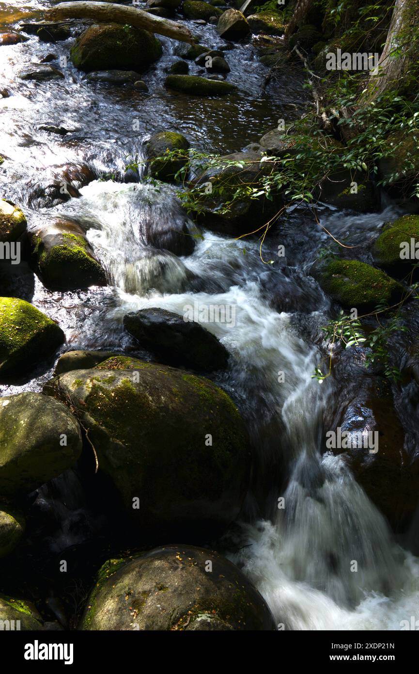 Taggerty Cascades se trouve sur la rivière Taggerty, au nord de Marysville, à Victoria, en Australie. La plus grande partie de cette zone a été détruite dans les 2009 feux de brousse. Banque D'Images