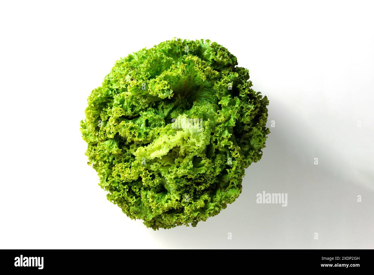 Grand bouquet vert de feuilles de laitue sur fond blanc. Isolation Banque D'Images
