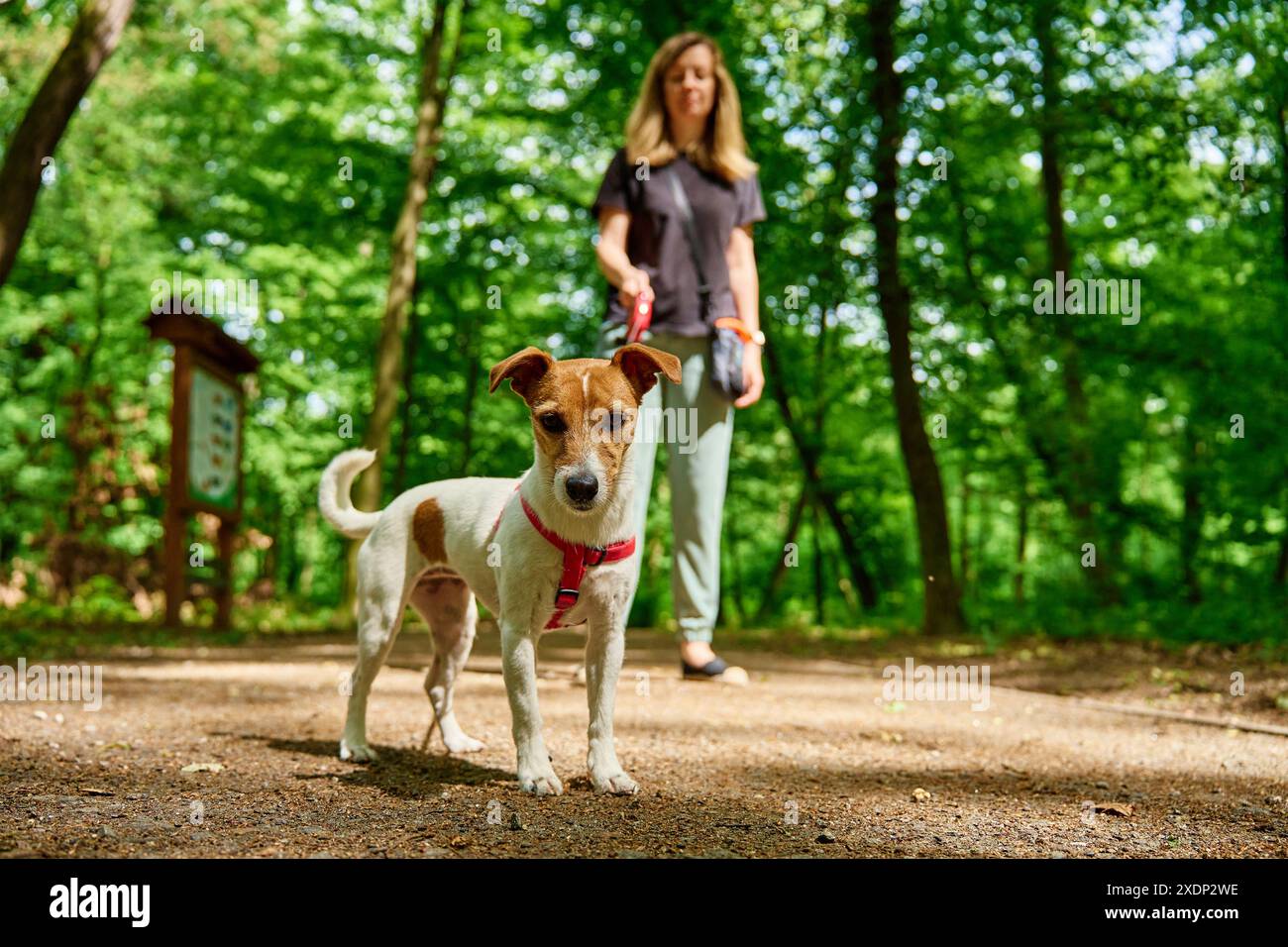 Femme portant des vêtements décontractés promène son chien Jack Russell terrier dans le parc d'été. Le chien porte un harnais rouge. Animal mignon à la marche du matin Banque D'Images