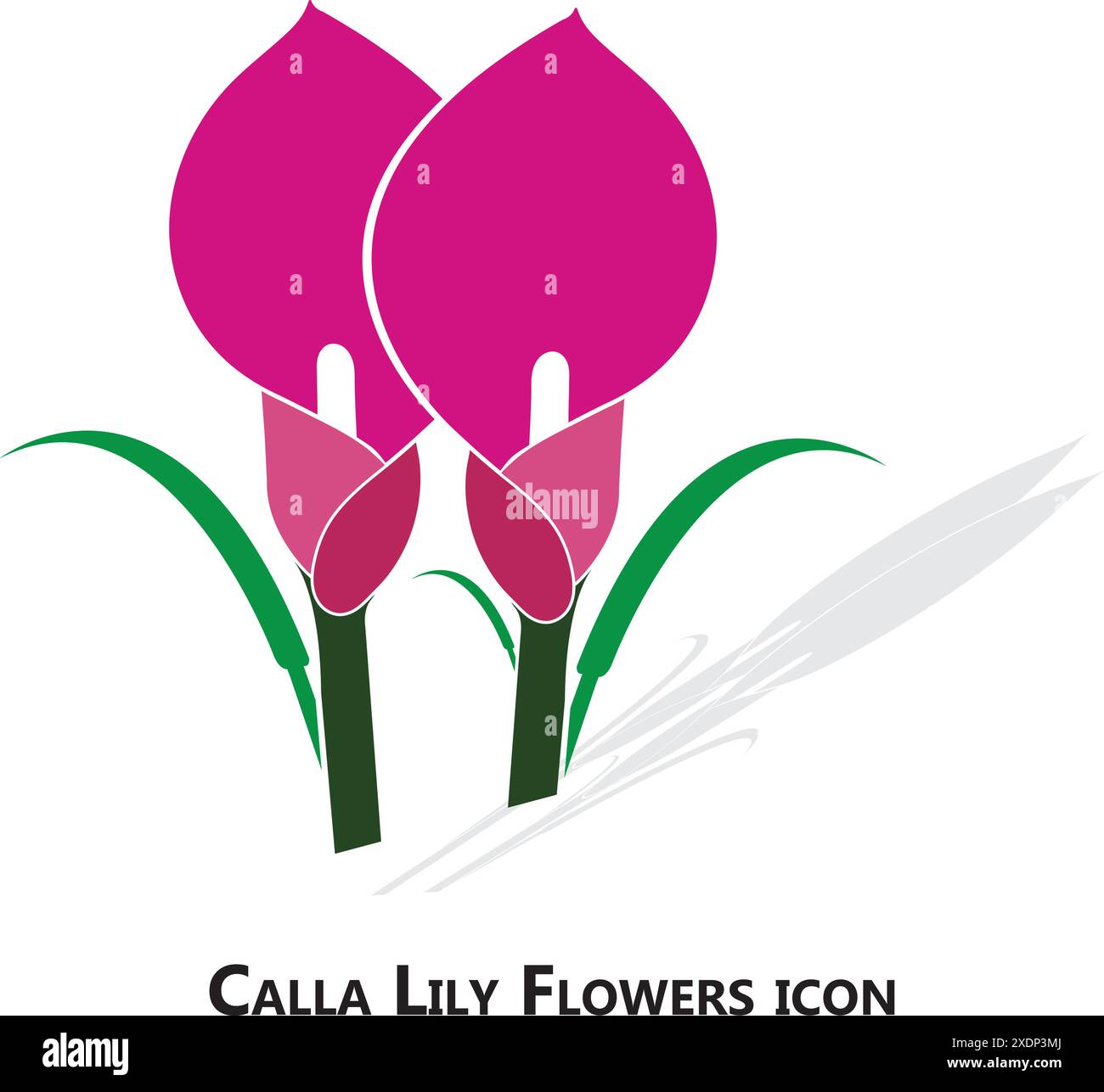 fleurs de lis de calla sur fond blanc Illustration de Vecteur