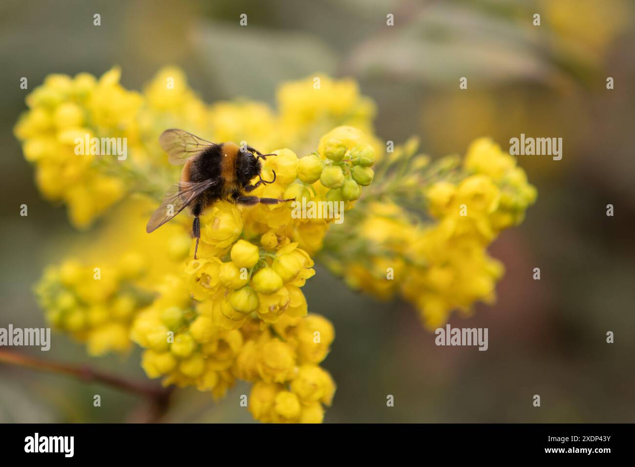 Abeille prenant le pollen d'une fleur jaune. Banque D'Images