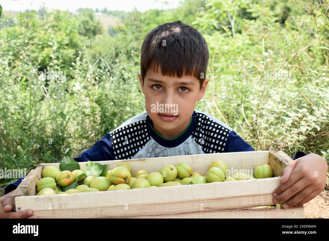Srinagar, Inde. 23 juin 2024. À Srinagar, au Cachemire, en Inde, le 23 juin 2024 : un garçon cachemirien pose pour une photo tout en tenant fermement une boîte d'abricots en bois dans un verger. Photo danoise Showkat/Sipa USA crédit : Sipa USA/Alamy Live News Banque D'Images
