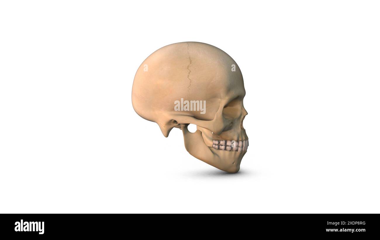 Os de crâne humain isolé sur fond blanc Banque D'Images