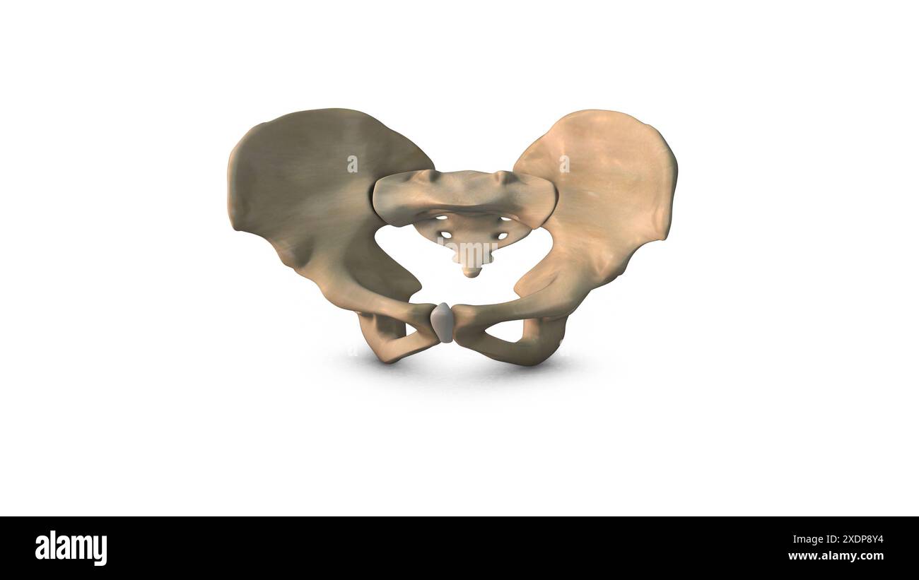 Os du bassin humain isolé sur fond blanc Banque D'Images