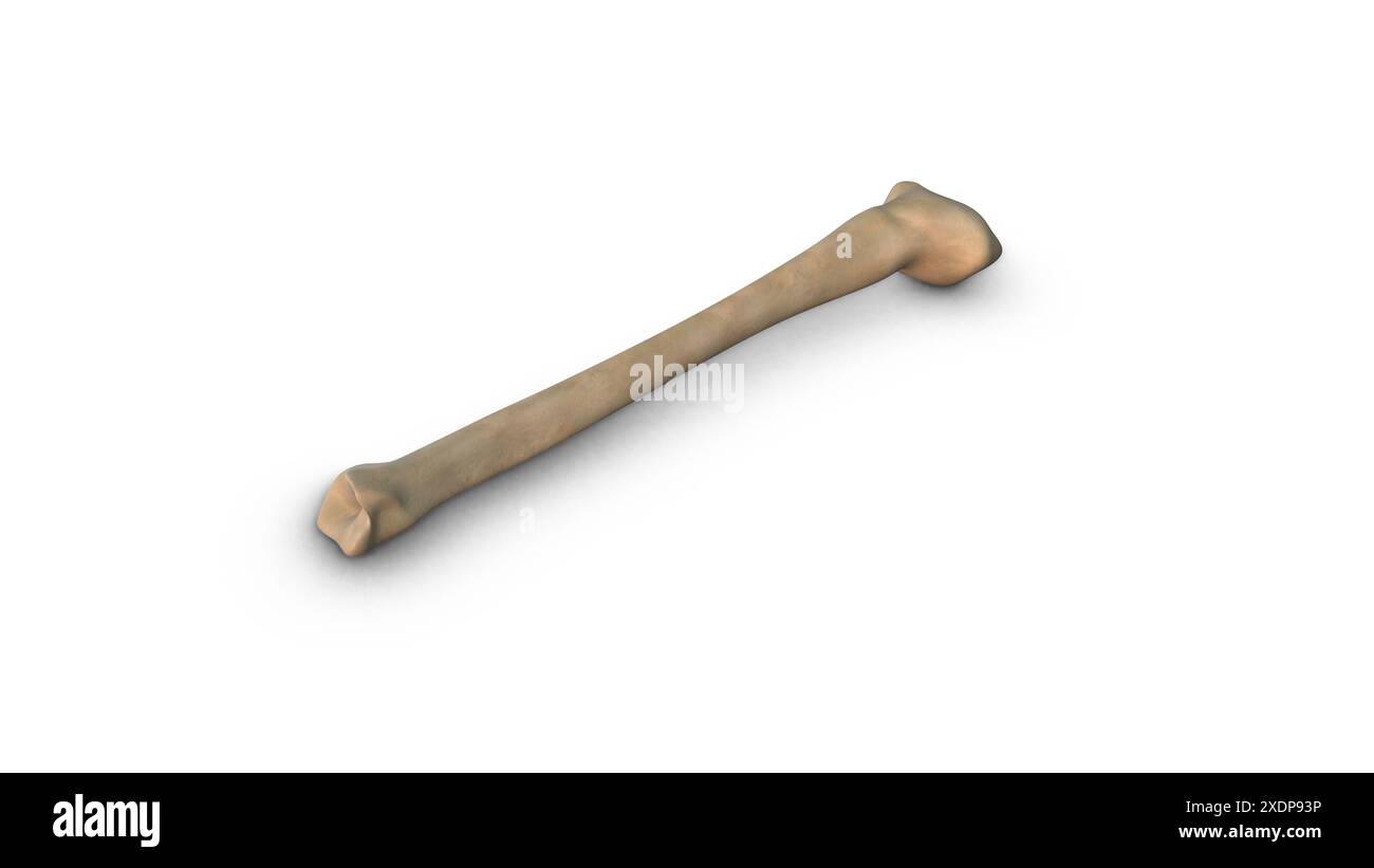 Os de tibia humain isolé sur fond blanc Banque D'Images Os de tibia humain isolé sur fond blanc Banque D'Images