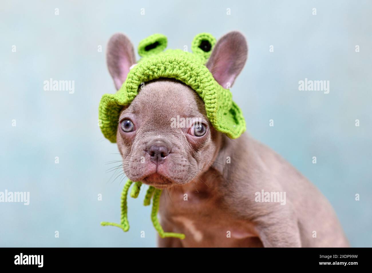 Chiot chien bouledogue français lilas drôle avec chapeau de grenouille tricoté devant le fond de studio Banque D'Images
