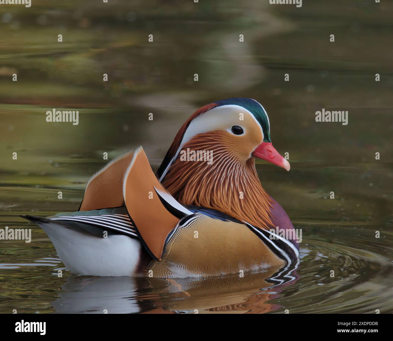 Drake Mandarin canard nageant sur un étang. Banque D'Images