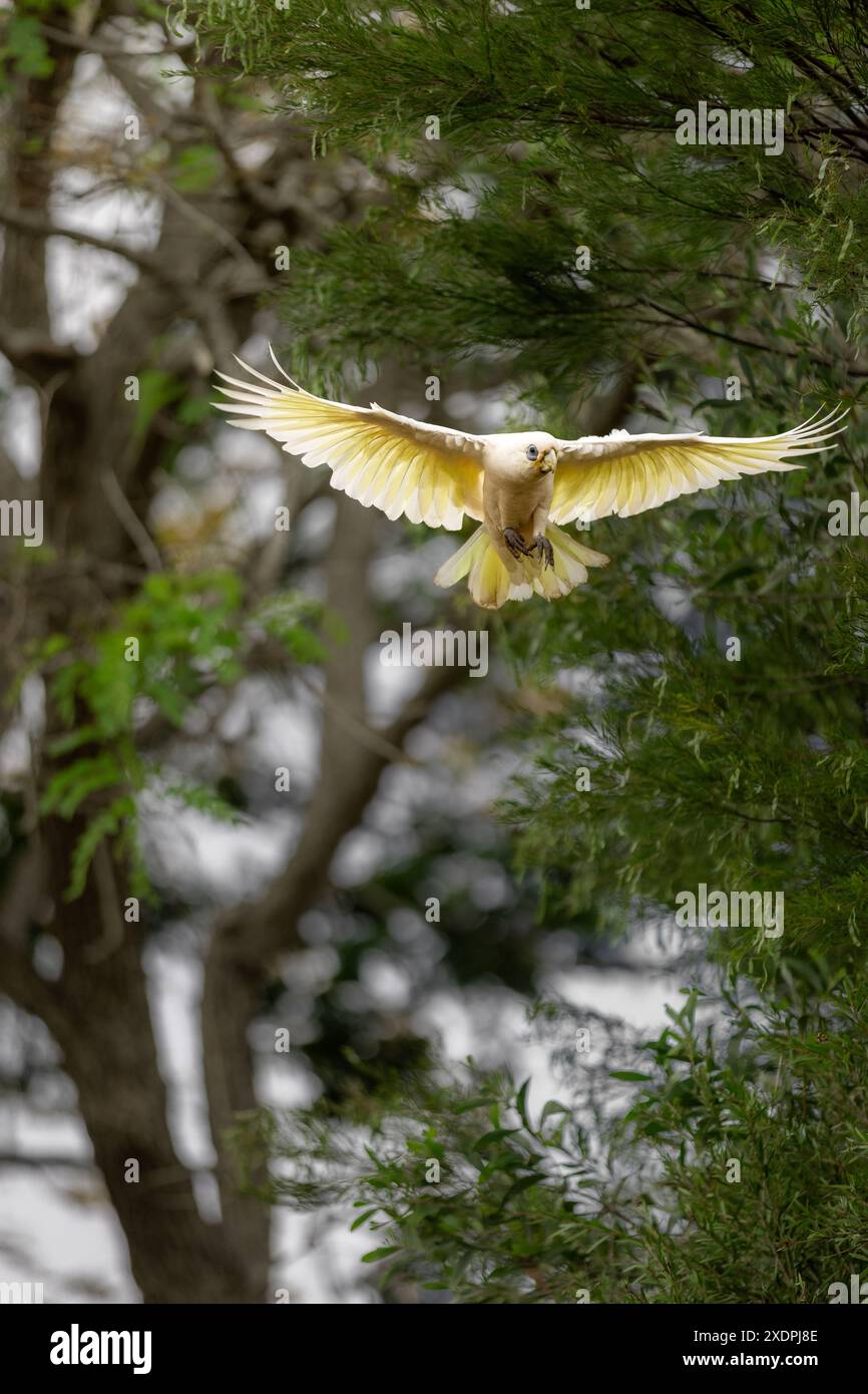 Un oiseau Cockatoo à crête de soufre en vol au milieu d'arbres verts Banque D'Images