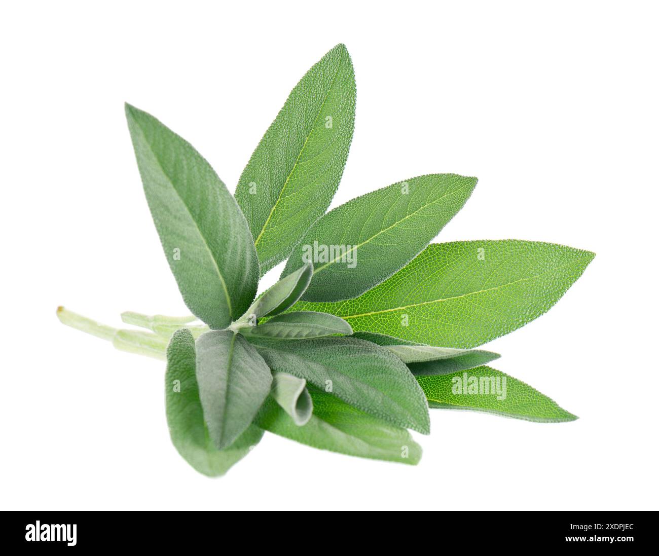 Herbe de sauge fraîche isolée sur fond blanc. Feuilles de Salvia Officinalis. Herbe médicinale et culinaire. Masque Banque D'Images