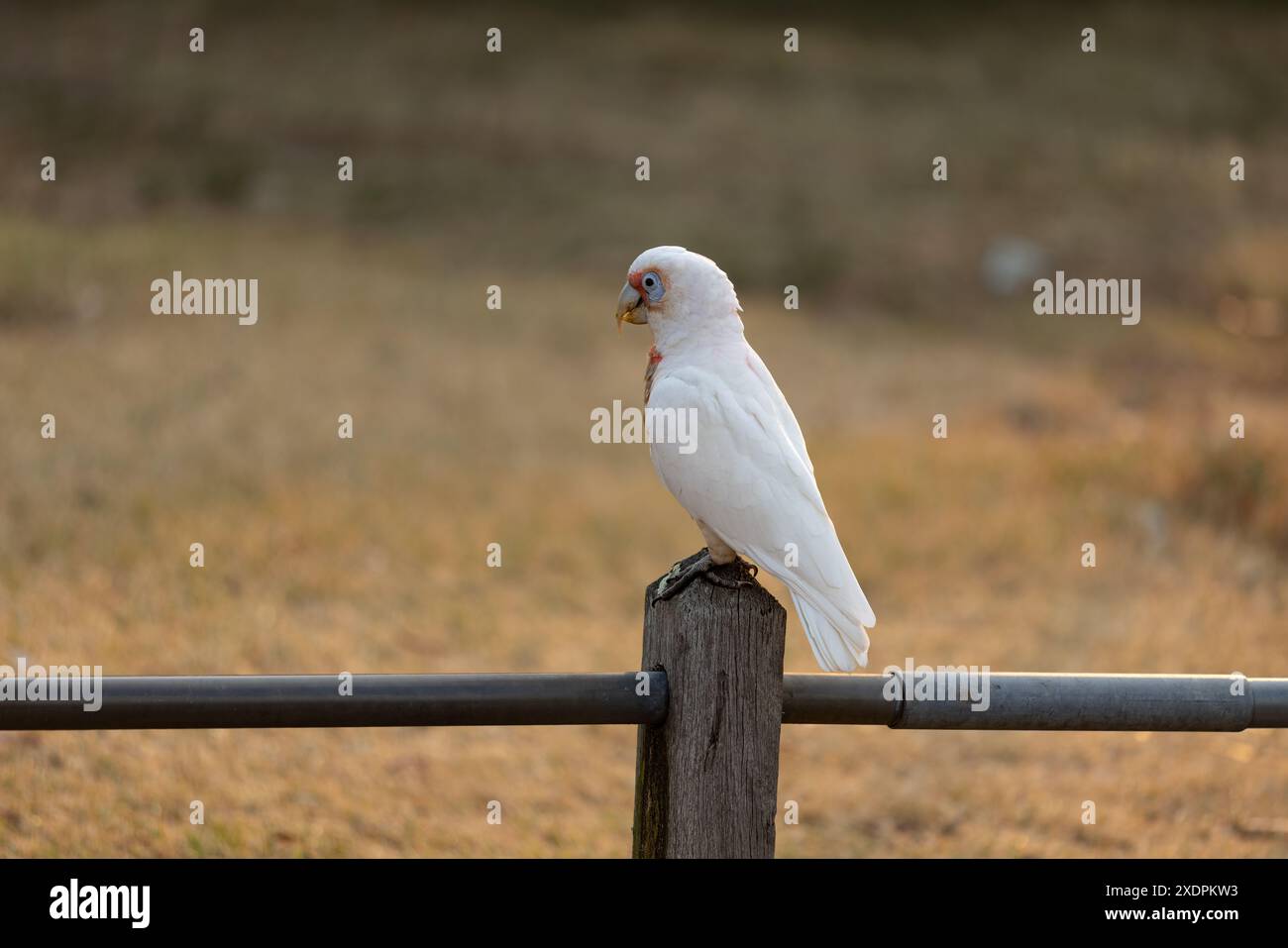 Long Billed Corella Cockatoo sur fond herbeux de poteau en bois Banque D'Images