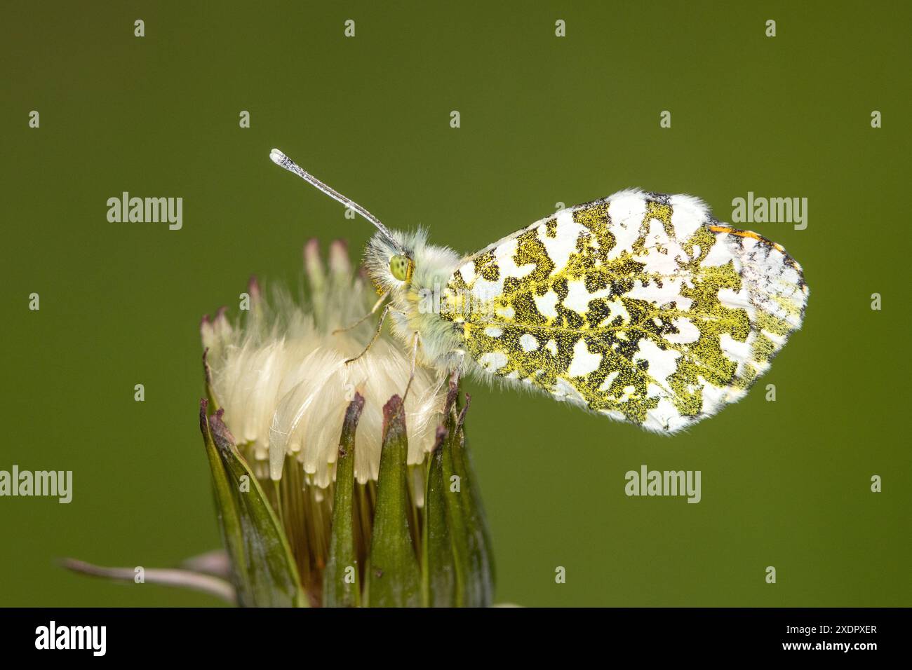 Orange-tip papillon femelle Banque D'Images