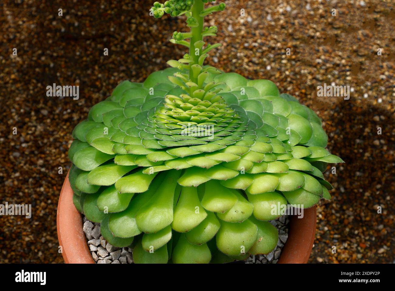 Gros plan des feuilles plates vertes qui se chevauchent de la plante succulente de jardin tendre aeonium tabuliforme. Banque D'Images