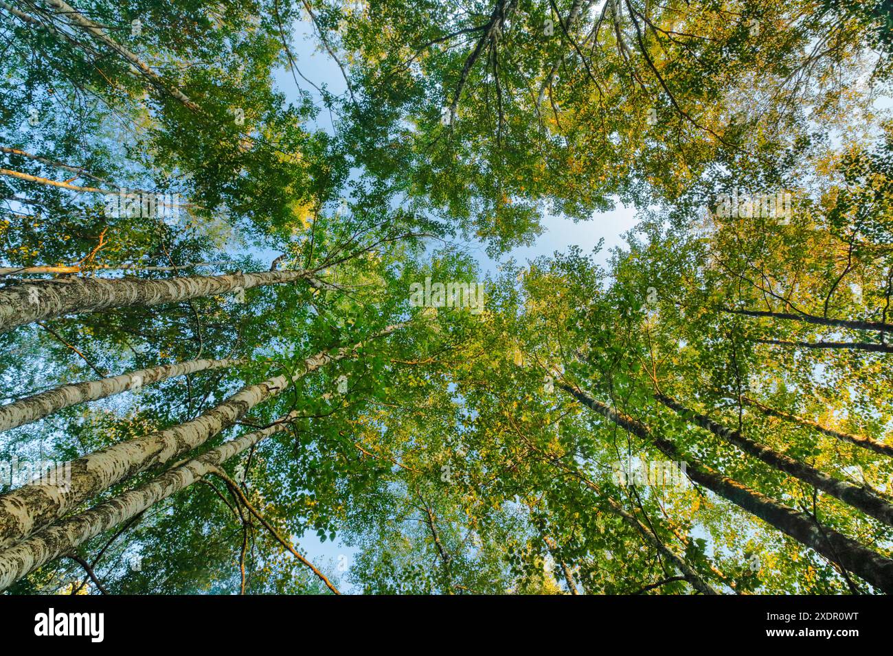 Géographie / voyage, Suisse, vue vers le haut à la cime des arbres en bois de bouleau au coucher du soleil, NON-EXCLUSIVE-USAGE POUR LE PLIAGE-CARTE-VOEUX-CARTE-POSTALE-UTILISATION Banque D'Images