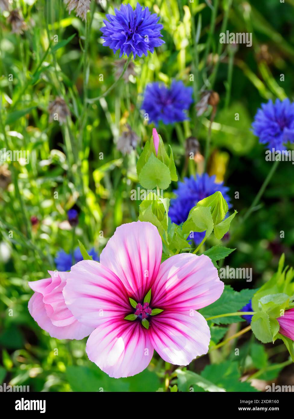 Moût de mauve à grandes fleurs (Malope trifida) et bleuets poussant à l'état sauvage sur le côté d'une route très fréquentée dans le nord du wiltshire Banque D'Images