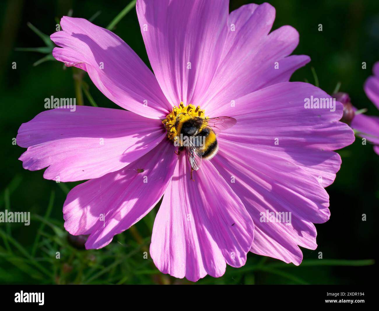 Abeille collectant le pollen du centre jaune d'une tête de fleur de cosmos rose Banque D'Images
