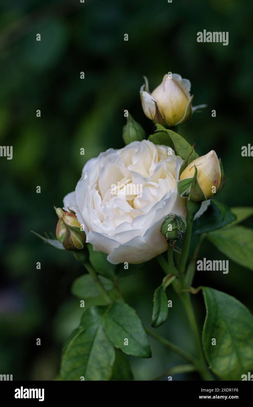 Portrait d'une rose blanche parfaite avec des boutons de rose dans une belle lumière douce sur un fond vert foncé Uni Banque D'Images