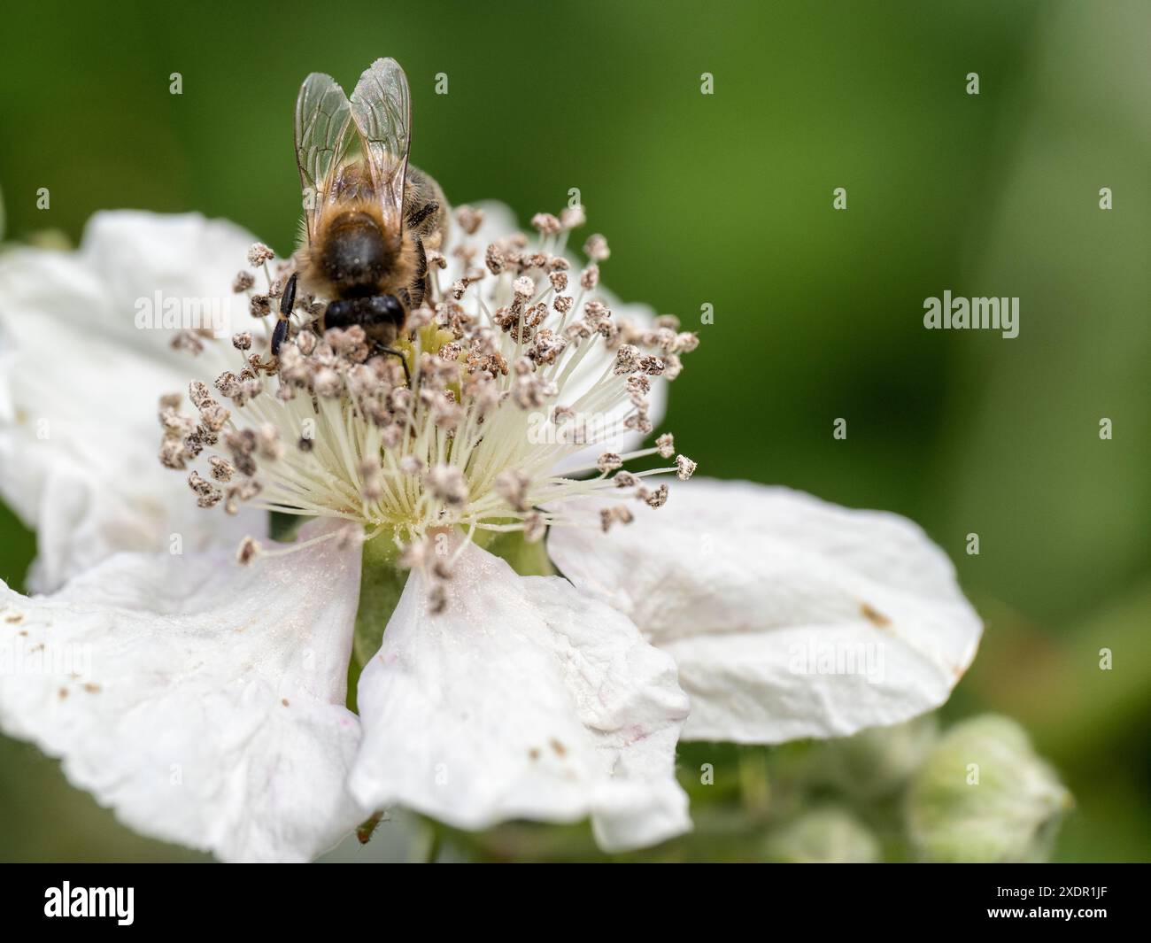 Gros plan macro d'un bourdon ramassant du pollen sur une fleur de mûre (rubus fruticosus) Banque D'Images
