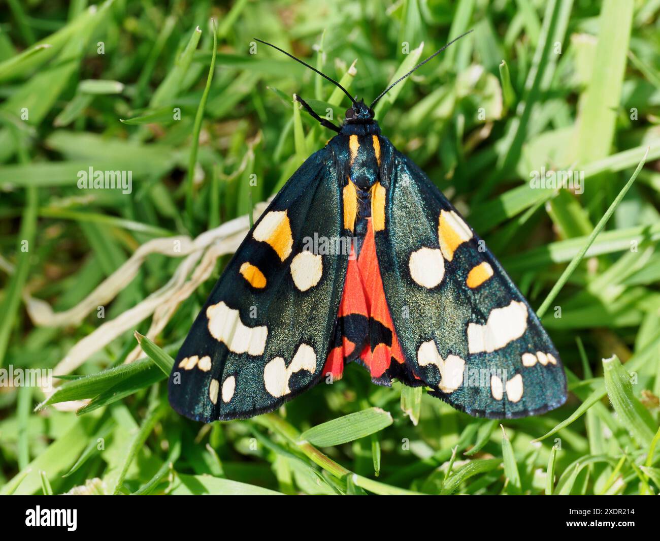 Teigne écarlate du tigre (Callimorpha dominula) reposant sur une pelouse dans un jardin anglais en été Banque D'Images