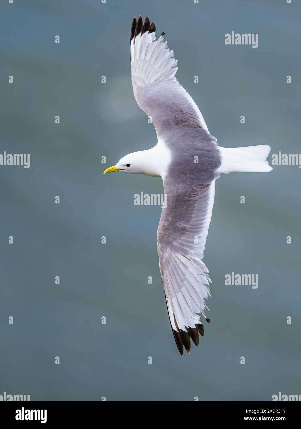 Kittiwake à pattes noires, Rissa tridactyla, oiseaux en vol au-dessus des falaises, Bempton Cliffs, North Yorkshire, Angleterre Banque D'Images