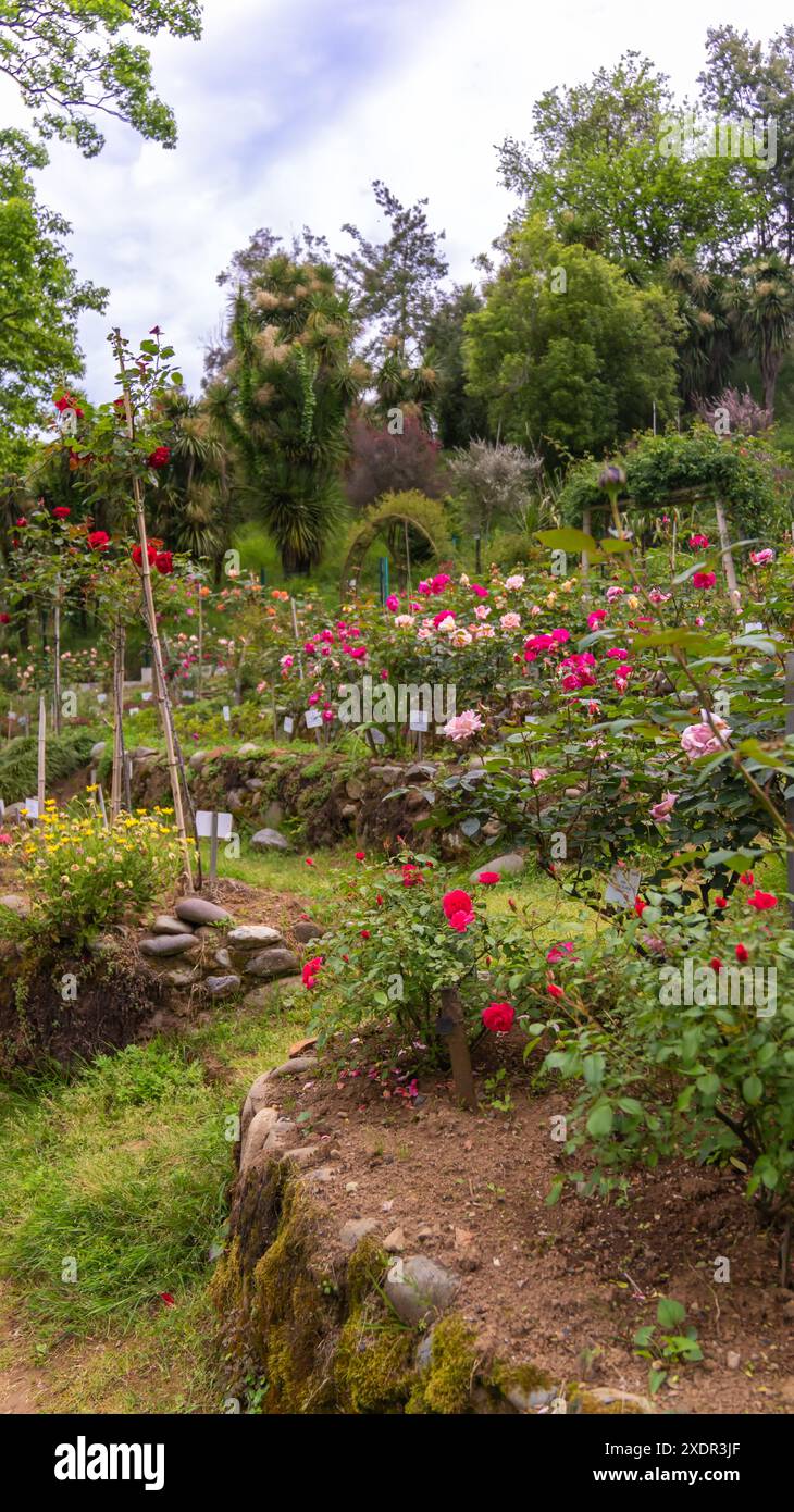 Belles roses de différentes nuances dans le jardin botanique. Beau paysage avec des roses. Photo verticale Banque D'Images