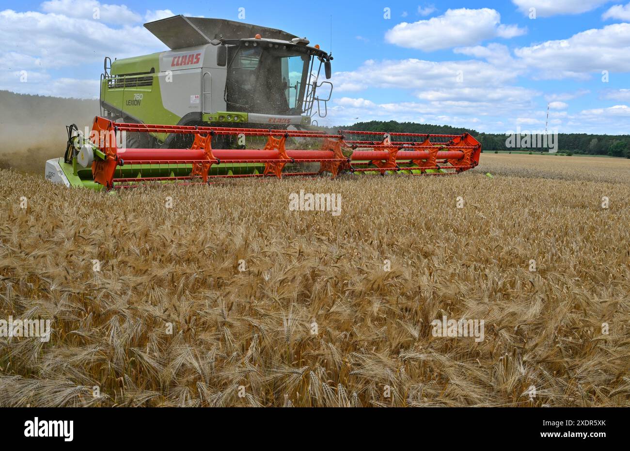24 juin 2024, Brandebourg, Francfort (Oder) : un agriculteur récolte de l'orge avec sa moissonneuse-batteuse dans un champ de l'est du Brandebourg. La récolte des céréales commence lentement dans les champs allemands, et de nombreux agriculteurs espèrent encore plus de soleil. Lors de la Journée des agriculteurs allemands ce mercredi et jeudi à Cottbus (Brandebourg), l'accent sera mis principalement sur les conditions-cadres politiques. L’accent sera mis sur le soulagement que le gouvernement de coalition a promis au secteur indigné comme compensation pour le démantèlement des concessions de diesel agricole de longue date. Photo : Patrick Pleul/dpa Banque D'Images
