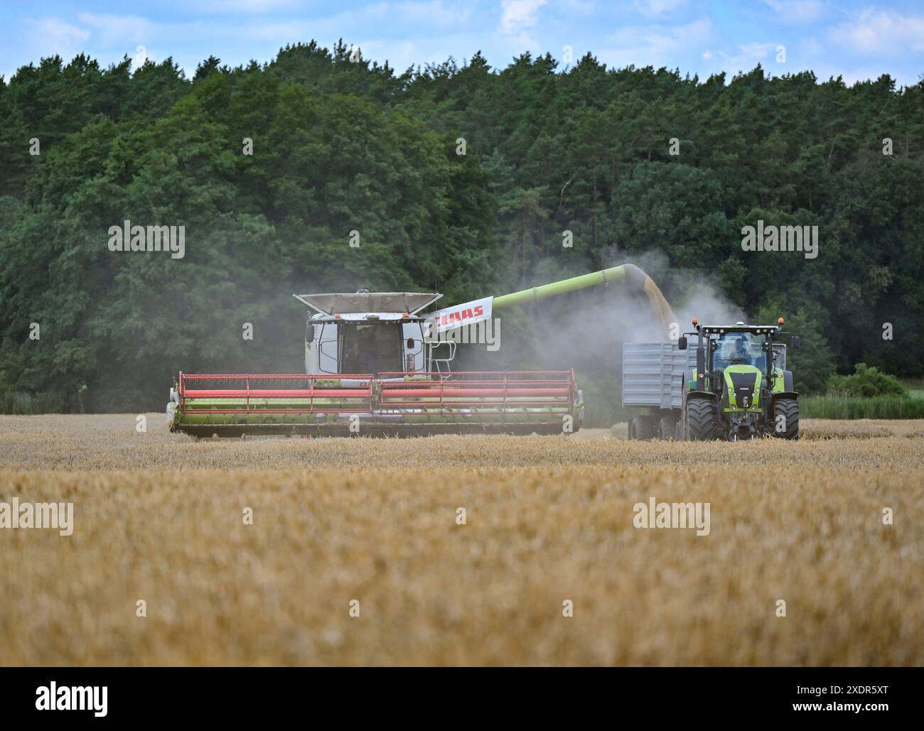24 juin 2024, Brandebourg, Francfort (Oder) : un agriculteur récolte de l'orge avec sa moissonneuse-batteuse dans un champ de l'est du Brandebourg. La récolte des céréales commence lentement dans les champs allemands, et de nombreux agriculteurs espèrent encore plus de soleil. Lors de la Journée des agriculteurs allemands ce mercredi et jeudi à Cottbus (Brandebourg), l'accent sera mis principalement sur les conditions-cadres politiques. L’accent sera mis sur le soulagement que le gouvernement de coalition a promis au secteur indigné comme compensation pour le démantèlement des concessions de diesel agricole de longue date. Photo : Patrick Pleul/dpa Banque D'Images