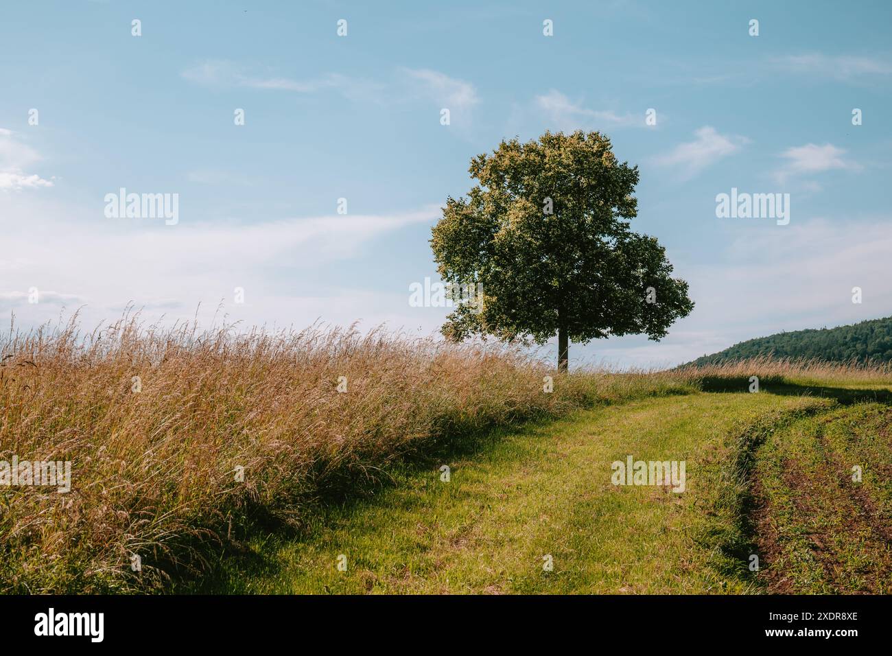 Arbre Linden en floraison solitaire au sommet d'une petite colline ou prairie en Europe. Champ de blé sur le côté, journée d'été ensoleillée, pas de gens. Banque D'Images