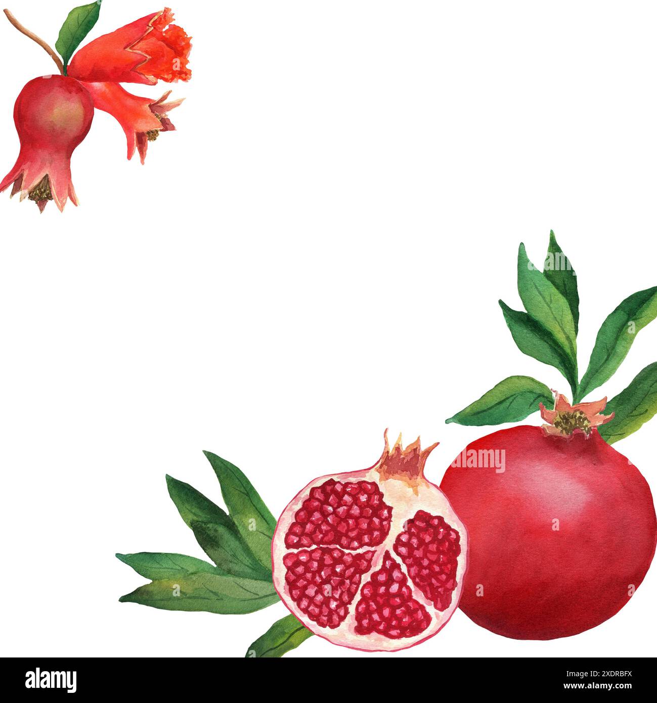 Carte postale carrée avec des grenades entières avec des feuilles. Illustration aquarelle isolée sur fond blanc. Objet créatif d'art grenat pour menu, textil Banque D'Images Carte postale carrée avec des grenades entières avec des feuilles. Illustration aquarelle isolée sur fond blanc. Objet créatif d'art grenat pour menu, textil Banque D'Images