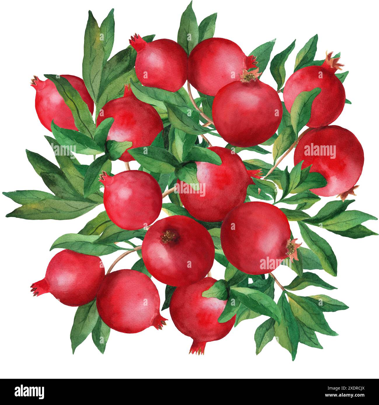 Composition ronde de grenades entières avec des feuilles. Illustration aquarelle isolée sur fond blanc. Objet créatif d'art grenat pour menu, textil Banque D'Images Composition ronde de grenades entières avec des feuilles. Illustration aquarelle isolée sur fond blanc. Objet créatif d'art grenat pour menu, textil Banque D'Images