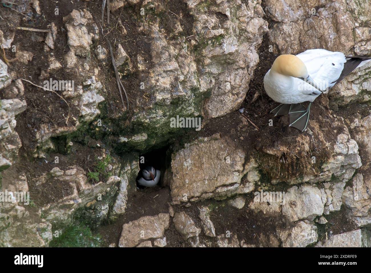 Un ganet, Morus bassanus debout sur un rebord et un macareux Fratercula arctica blotti dans son nid dans une crevasse dans la falaise de Bempton Cliffs Banque D'Images