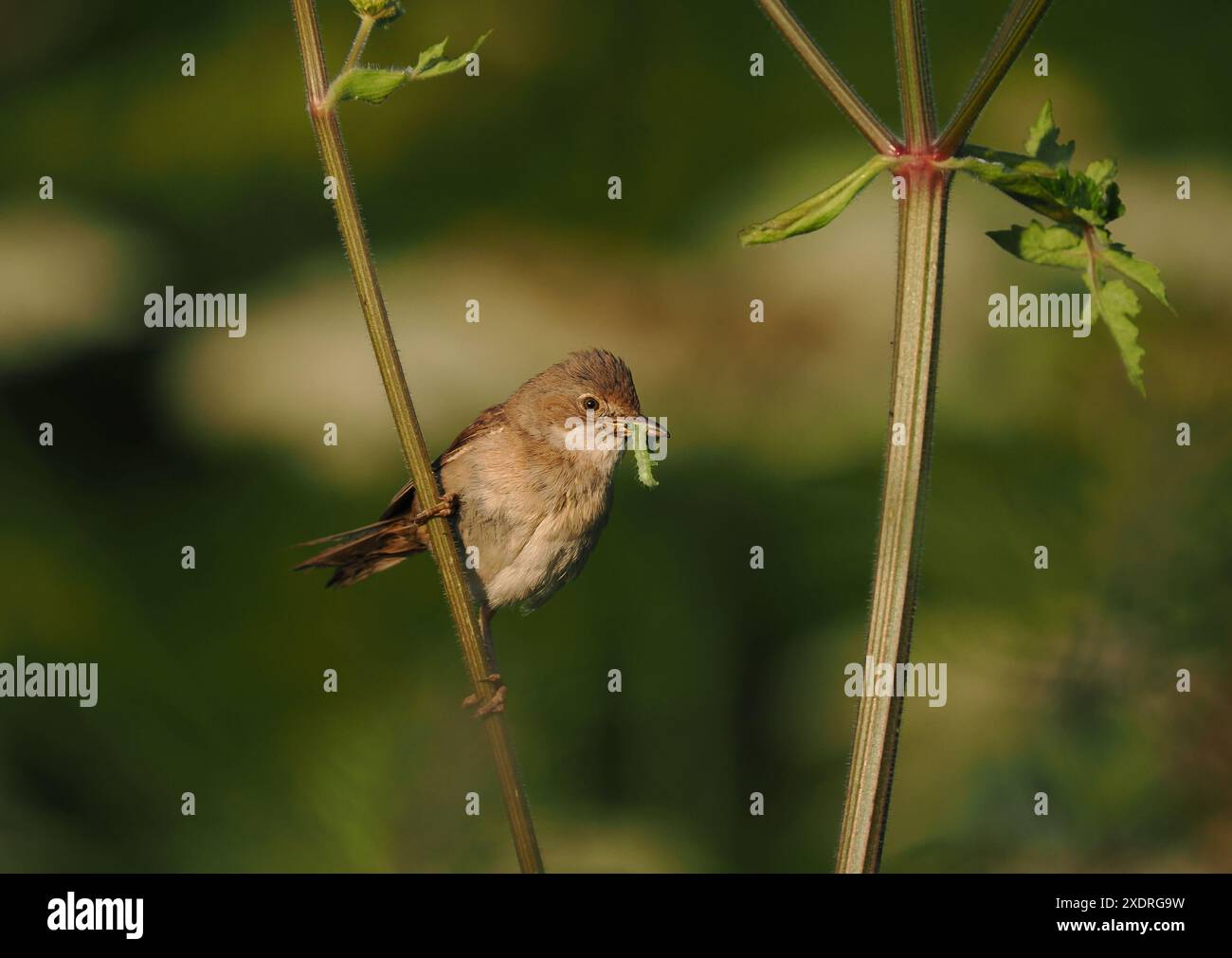 Les oiseaux transportant de la nourriture indiquent souvent la présence d'un nid à proximité. Soyez conscient de ne pas perturber la tentative de reproduction. Banque D'Images