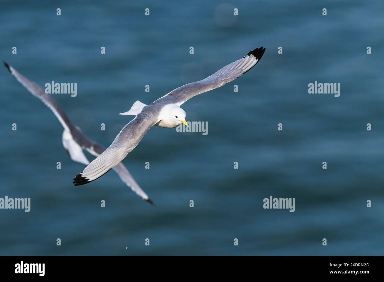 Kittiwake à pattes noires, Rissa tridactyla, oiseaux en vol au-dessus des falaises, Bempton Cliffs, North Yorkshire, Angleterre Banque D'Images