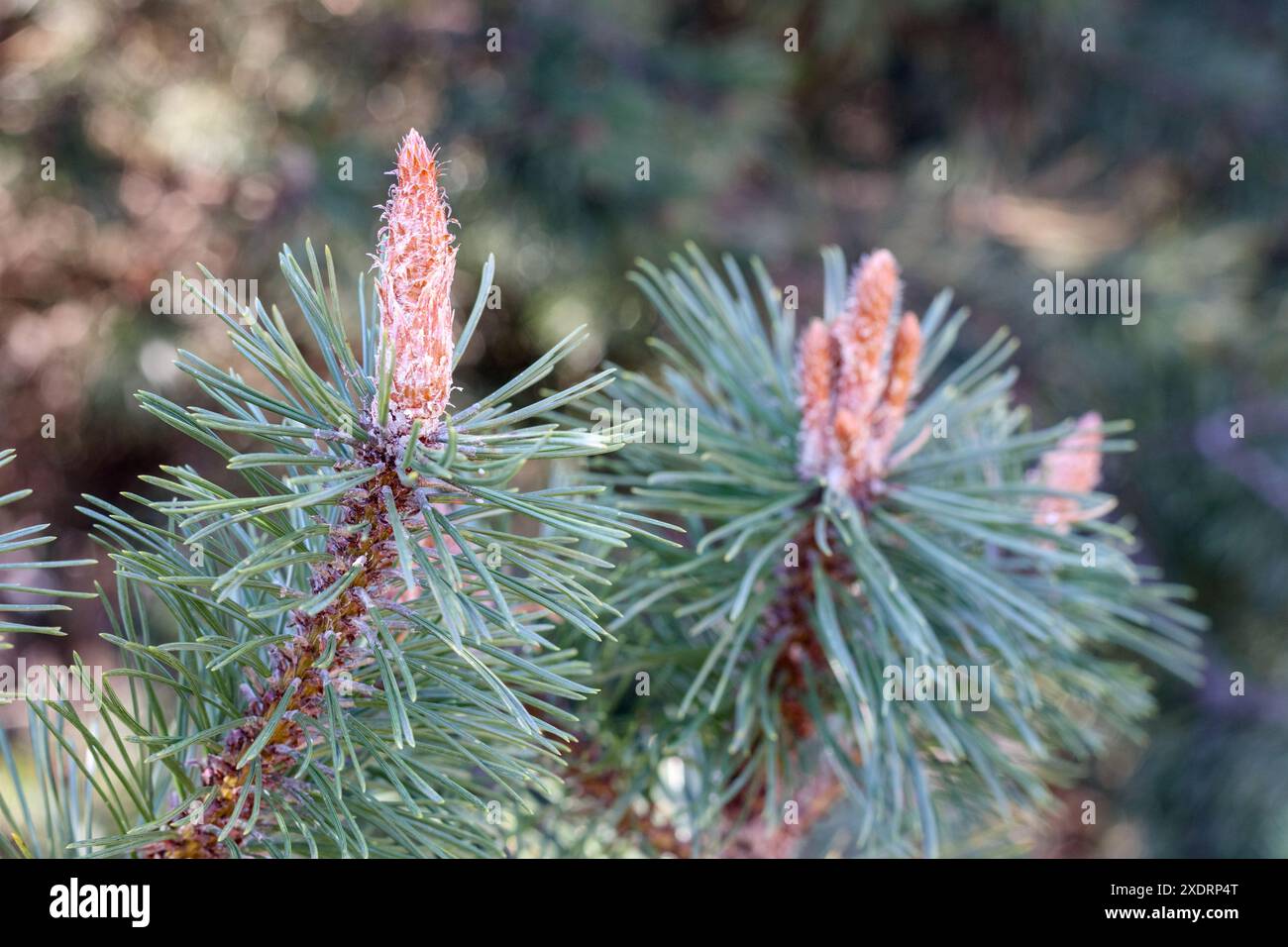 gros plan des aiguilles de pin avec des bourgeons sur eux Banque D'Images